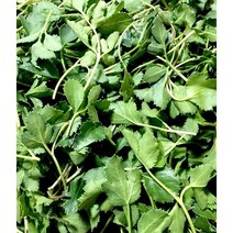 신선한 국내산 갯방풍나물 400g 방풍나물 해방풍 생 갯방풍나물 갯방풍 무농양갯방풍 방풍, 1개