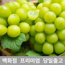 도봉물산특가_[국내산] 샤인머스켓 4kg 샤인머스켓묘목 과일선물세트 샤인, 1, 본상품선택