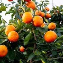 기타 [초록자연] EM농법 서귀포 황금향 5kg(혼합과) 제주귤, 상세페이지 참조