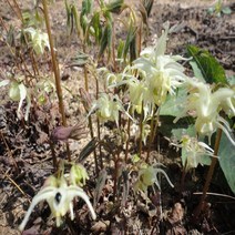 삼지구엽초모종 100주/음양곽종근 선령비주묘종 청춘남녀필수에너지 검색삼지구엽초무었인가