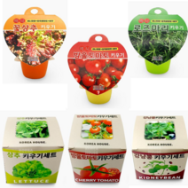 방울토마토 키트 로즈마리 상추 기르기 강낭콩 봉선화 키우기