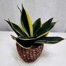 무늬 산세베리아 골드하니 그늘에서 잘자라는 음지 식물 라탄화분, 단품