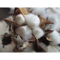 목화열매( 목화송이 ) 1 개