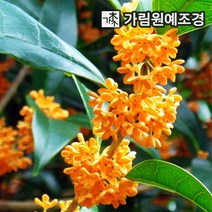 목서나무 가림원예조경, 금목서 삽목3년(5개세트)