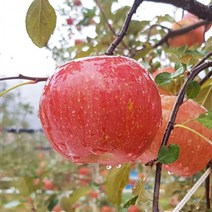 평창사과 프리미엄 고랭지 부사사과 10kg 23-24내외 오대산사과, 상세페이지 참조