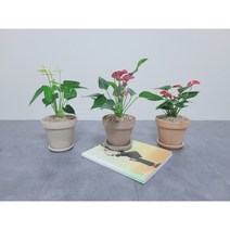 안스리움, 피치색 토분 (플라워 17호), 중형 (50~60cm), 레드