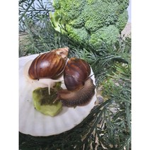 [방달팽이연구소] 브로콜리가루 달팽이 영양 먹이 야채분말, 1, 20g