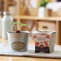 화분재배KIT 그로우캔 봉선화 키우기, 상세페이지 참조