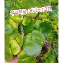 부레옥잠-30개or50개/부레옥잠은 살아있는 수질 정화장치로 유명, 30개
