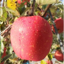 사과 영주소백산사과 3K 중과 11-13과 내외 풍기사과