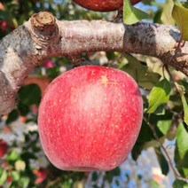 예천사과 소백산사과 10kg 30-35과 은풍사과 피크닉사과 회룡포사과, 상세페이지 참조