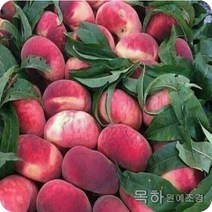 목하원예조경 복숭아나무 묘목 (거반도) 접목1년특묘