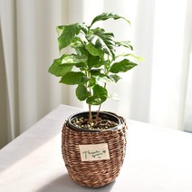 실내공기정화식물 율마 아레카야자 스킨답서스 산세베리아 테이블야자 유칼립투스 이레카야자 페페 스투키 몬스테라, (식물만), 22.커피나무