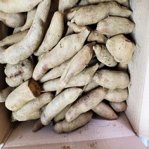 봉화 야콘 신선농장 산지직송, 3kg(상품/작고 갈라짐)