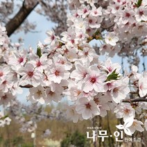 [나무인] 왕벚나무묘목 특묘 2그루, 2개