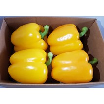 영프레시 파프리카 (특품) 1kg - 혼합 / 노랑/ 빨강/ 주황, 파프리카 빨강 1kg