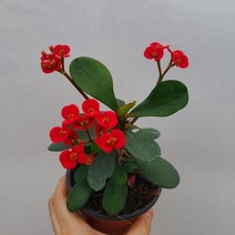 미니 다육식물 꽃기린8, 1개
