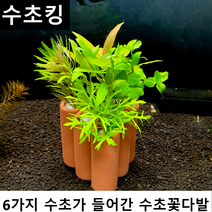 수초킹 수초 꽃다발 * 구피 새우 열대어 키우기쉬운 은신처