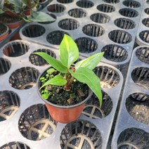 무배특가 안스리움 기간티아 바리에가타 소품 10-25cm 309