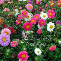 페인티드데이지 [4포트](복남이네 야생화 모종 숙근 마가렛) 타나세툼 슈퍼듀플렉스 mix