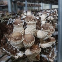 착한송이 무농약 송이향 표고맛 착한송이버섯 고급형 500g, 1개, 500(g)