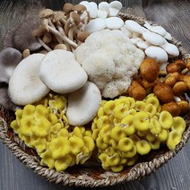 무농약 샤브샤브용 모듬버섯 세트 (노랑느타리 노루궁뎅이 송이 백령버섯), 가족용모듬버섯 2kg