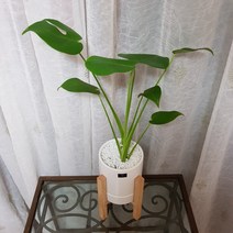 베스트플랜트 공기정화식물 키우기 쉬운 반려식물 중품 우드스탠드, 1개, 몬스테라+우드스탠드중품