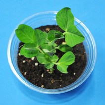 강낭콩기르기 (10인용) 강남콩-RAT