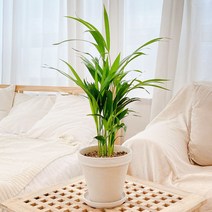 아레카야자 중품 토분 공기정화식물, 중형_스팡 독일초코 + 토분받침