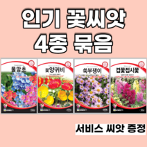 인기꽃씨앗 4종 묶음 양귀비 물망초 쑥부쟁이 겹접시꽃, 4set