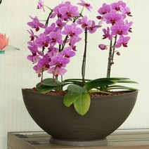 국산 대형 플라스틱 타원형 화분(400사이즈), 메탈그레이