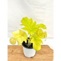 [골든플랜트] 황금셀렘 필로덴드론소형 골드셀렘 황금셀렘 공기정화식물 희귀식물, 1개