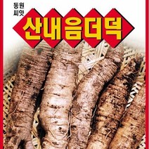 [가람종묘사] 산내음더덕 씨앗(향이 좋고 건강에 좋은 토종 더덕 품종), 1개