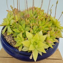 보초금 대품 뿌리가 짧고 풍성한 다육 랜덤1-100, 단품