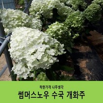 착한가격 나무생각 썸머스노우수국 개화주