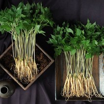 맛본 특품 인삼 새싹삼 프리미엄 특허재배 새싹인삼 100뿌리, 소30뿌리
