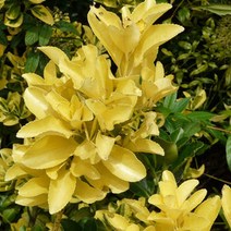 목하원예조경 사철나무 묘목 황금사철 (H0.8 전후), 1개