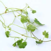 [미미네아쿠아]노치도메 2촉 테라리움 팔루다리움 식물, 단일속성