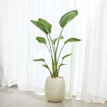 여인초 대형 화초 거실화분 플랜테리어 공기정화식물, 롤러받침(화이트), 없음, 이태리토분(라이트브라운)