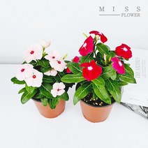 꽃집아가씨 1+1 일일초 5색입고 색상랜덤발송, 꽃집아가씨 1+1 일일초 색상랜덤발송