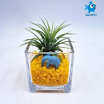 틸란(이오난사) 키우기 유리사각 6x6cm C형 테라리움 DIY키트 세트, 노랑+연두+백가공