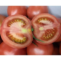 핫한 토마토5 인기 순위 TOP100