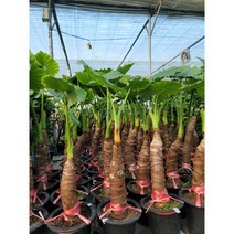 알로카시아 잎사귀 잘라 보낼 수 있어요 209