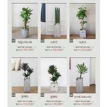 거실화분 인테리어화분 개업화분 공기정화식물 뱅갈고무나무 스투키 금전수, 상세설명 참조, 35.송오브인디아