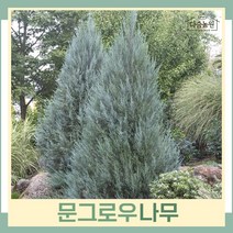 문그로우나무 묘목 4치포트 3개
