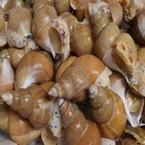 엘에스푸드 국내산 동해 백고둥 백고동 골뱅이무침 백골뱅이탕 활 백골뱅이 1kg (소~중대), 01 백골뱅이 소 1kg(25/40), 1개