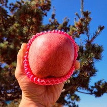 산지직송 꿀맛사과 정품 소과 22-24과 5kg 부사, 상세페이지 참조