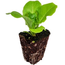 청상추모종 상추모종 1주, 1개