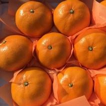달콤한 제주 프리미엄 천혜향 3kg 특품 선물용, 천혜향 3kg 6-9수 대과 선물용