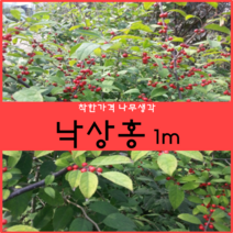 착한가격 나무생각 낙상홍 1m 1주